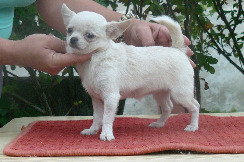 Dnepr-Elita - Chiots disponibles - Chihuahua